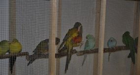 Tworków - wystawa ptaków 2012