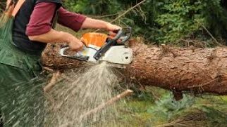 Zmiany w przepisach dotyczących wycinki drzew
