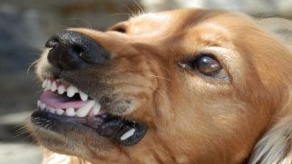 Psy agresywne - informacja