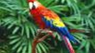 Wystawa papug, kanarków i gołębi pocztowych w Tworkowie