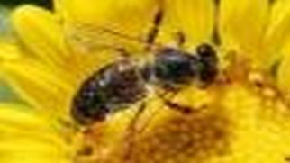 Pszczelarze zapraszają na spotkanie